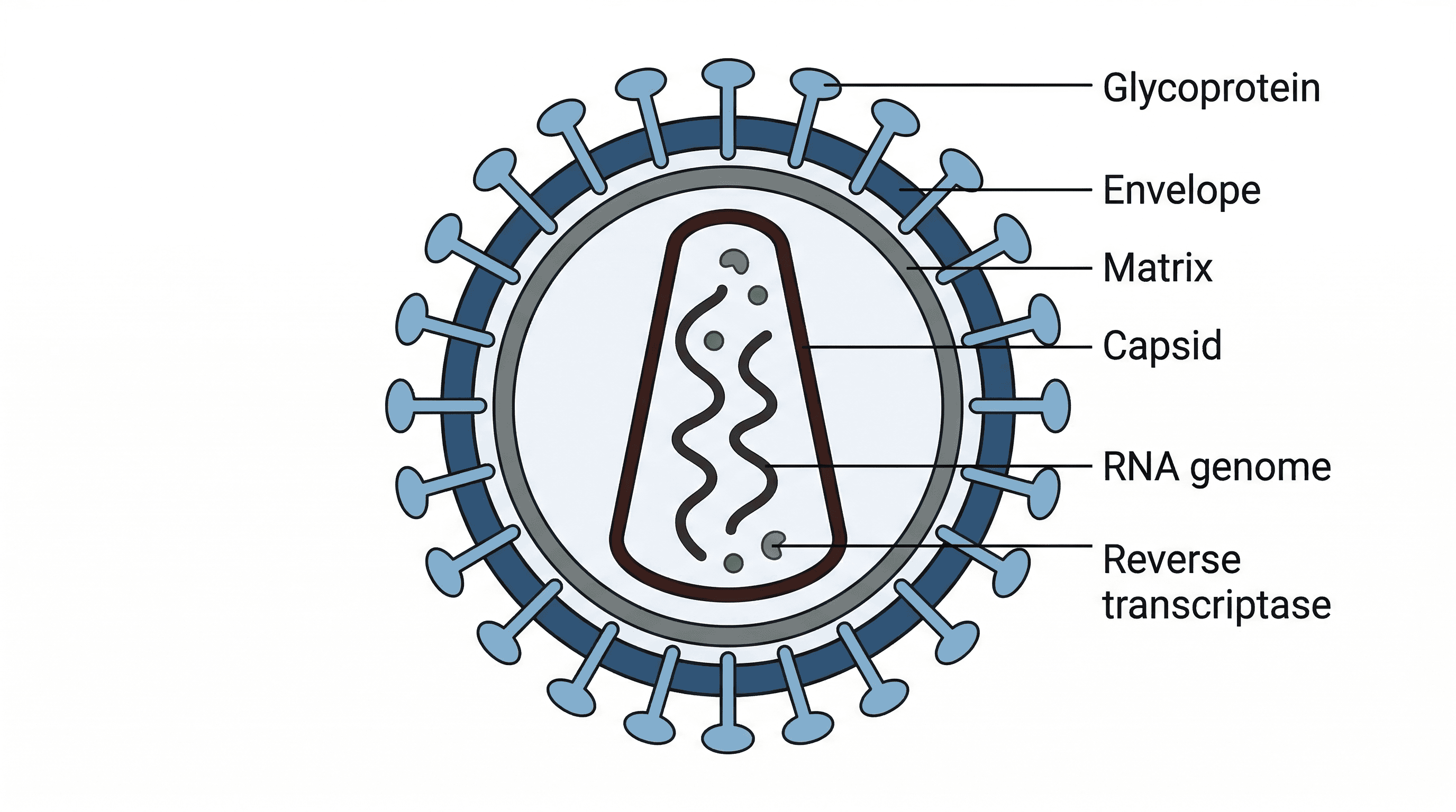 The progression of HIV infection to AIDS, showing the decline in T-helper lymphocytes.