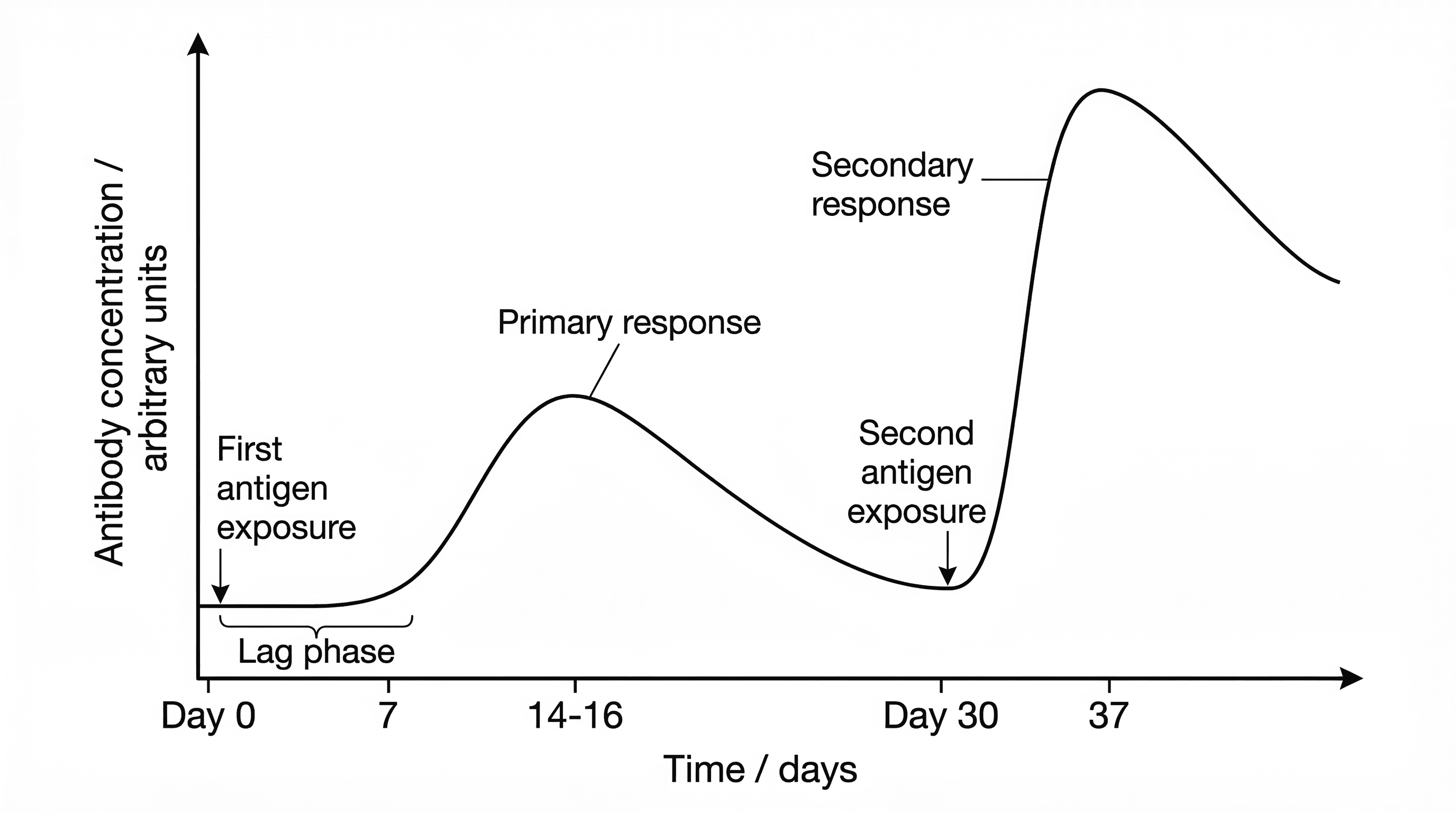Comparison of antibody concentration during primary and secondary immune responses.