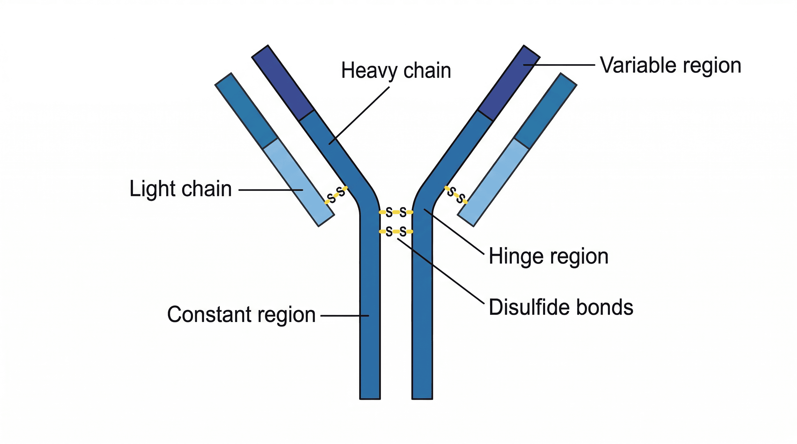 Molecular structure of an antibody, highlighting variable and constant regions.