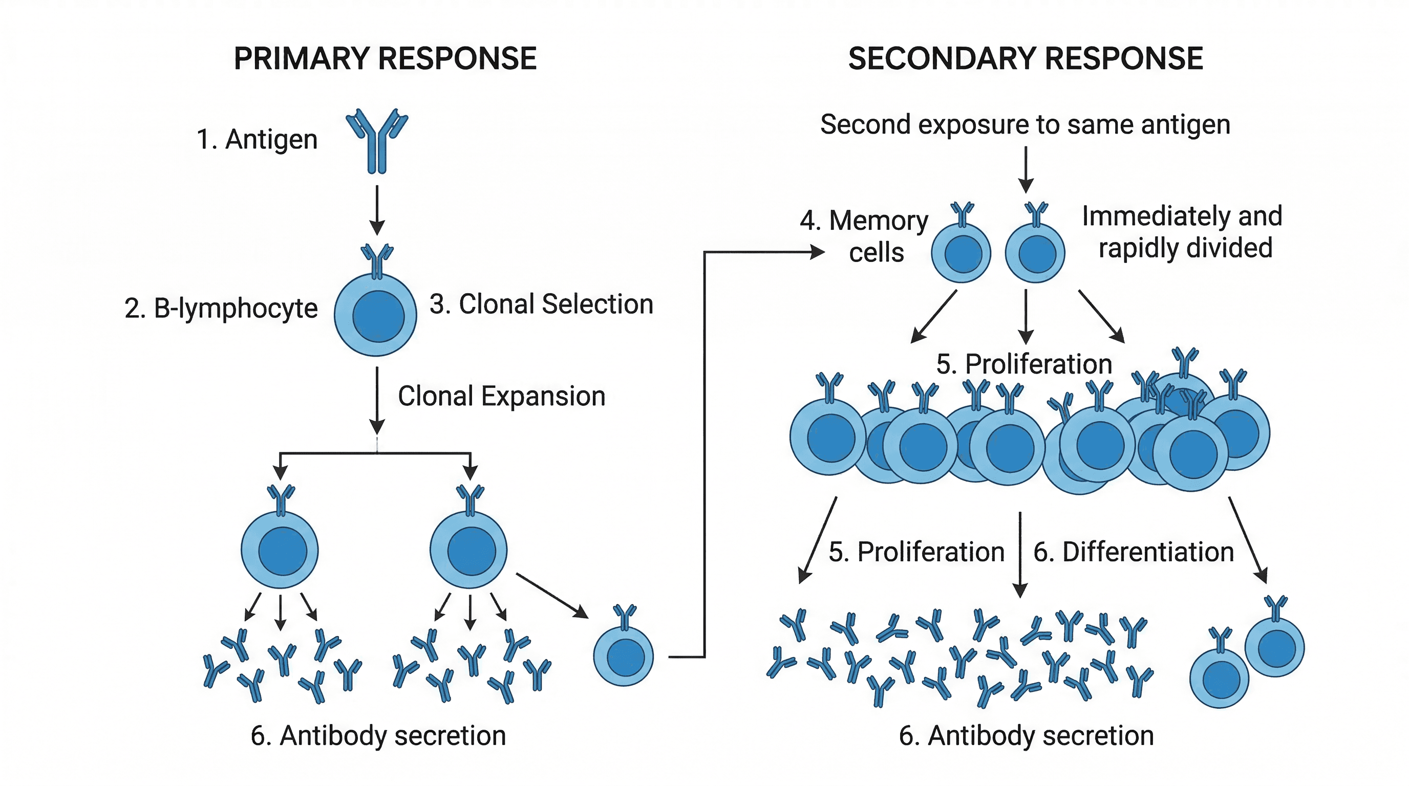 The immune response of B-lymphocytes, showing clonal selection and expansion.