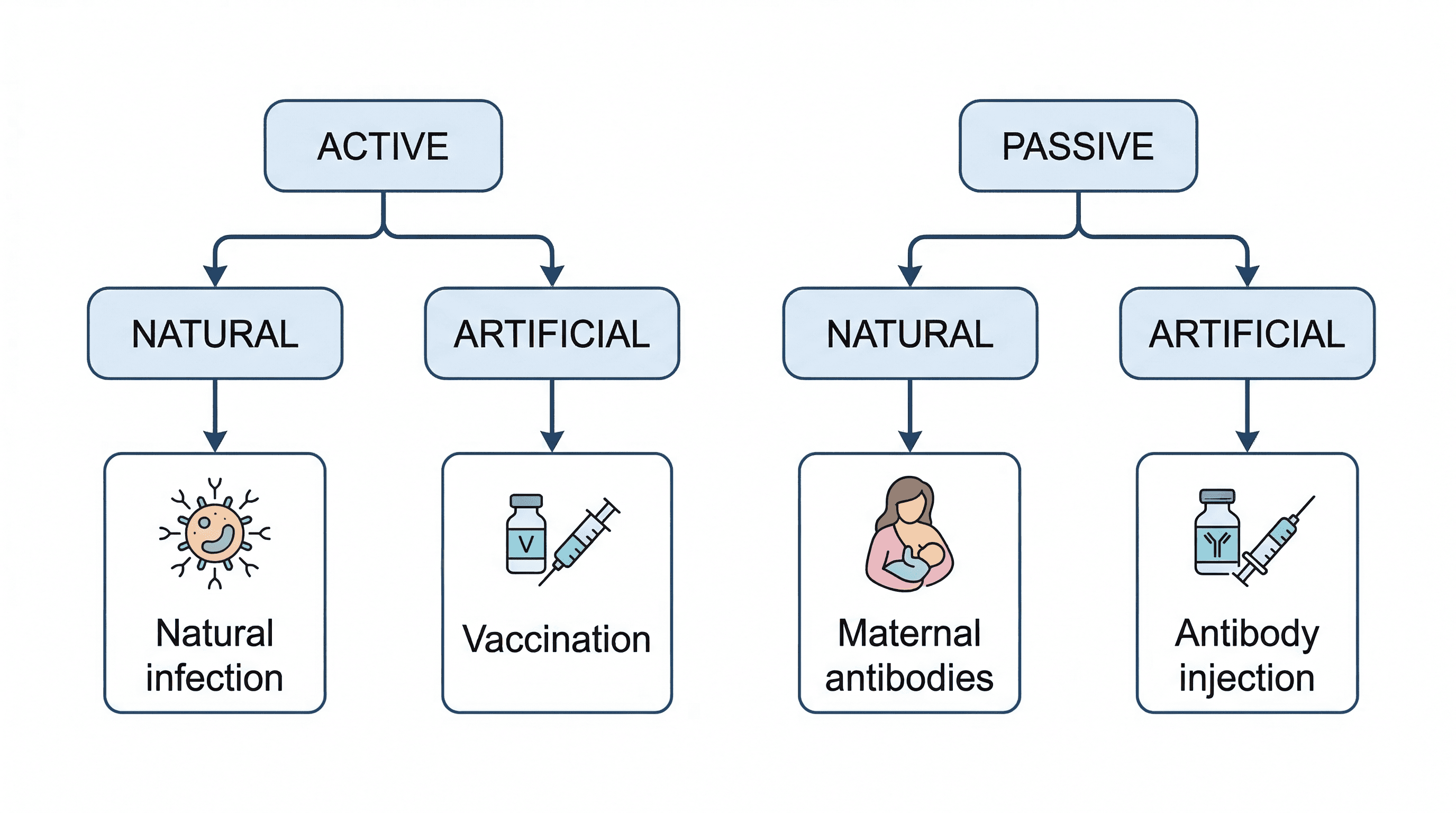 Overview of the different types of immunity: active, passive, natural, and artificial.