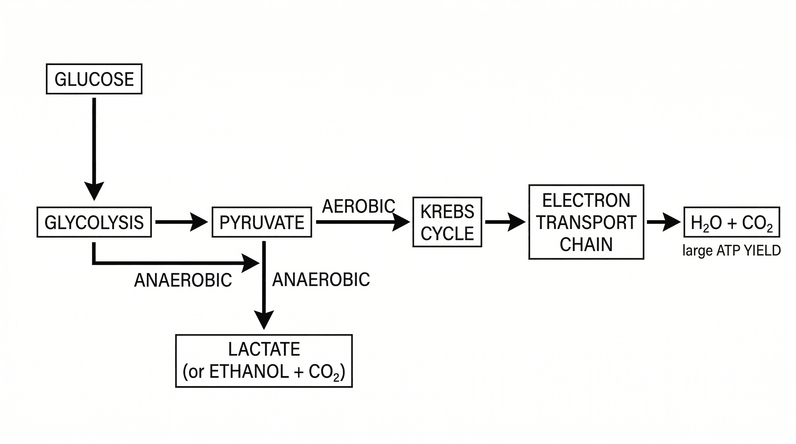 Overview of Aerobic Respiration Stages