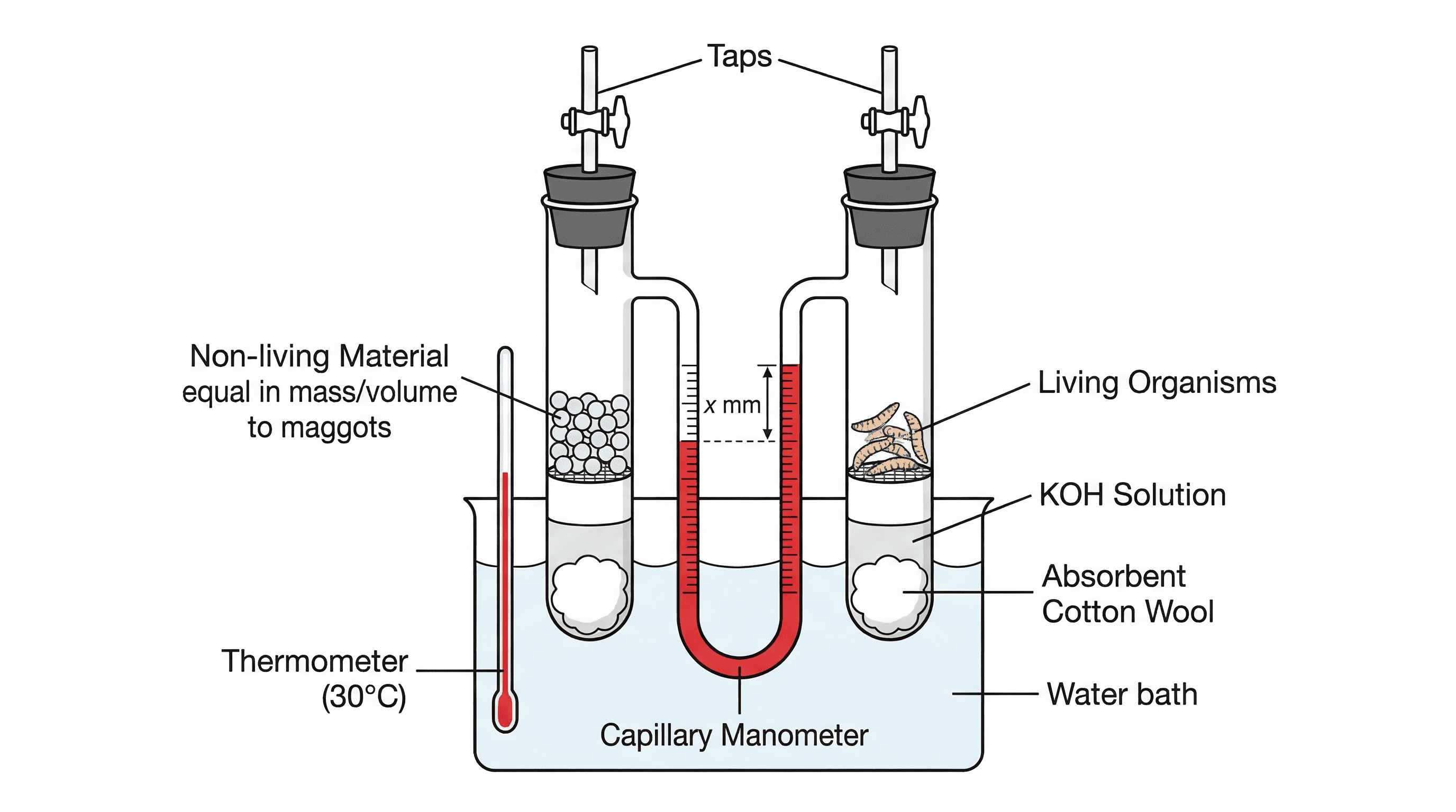 Setup for Measuring Oxygen Uptake and Calculating RQ using a Respirometer