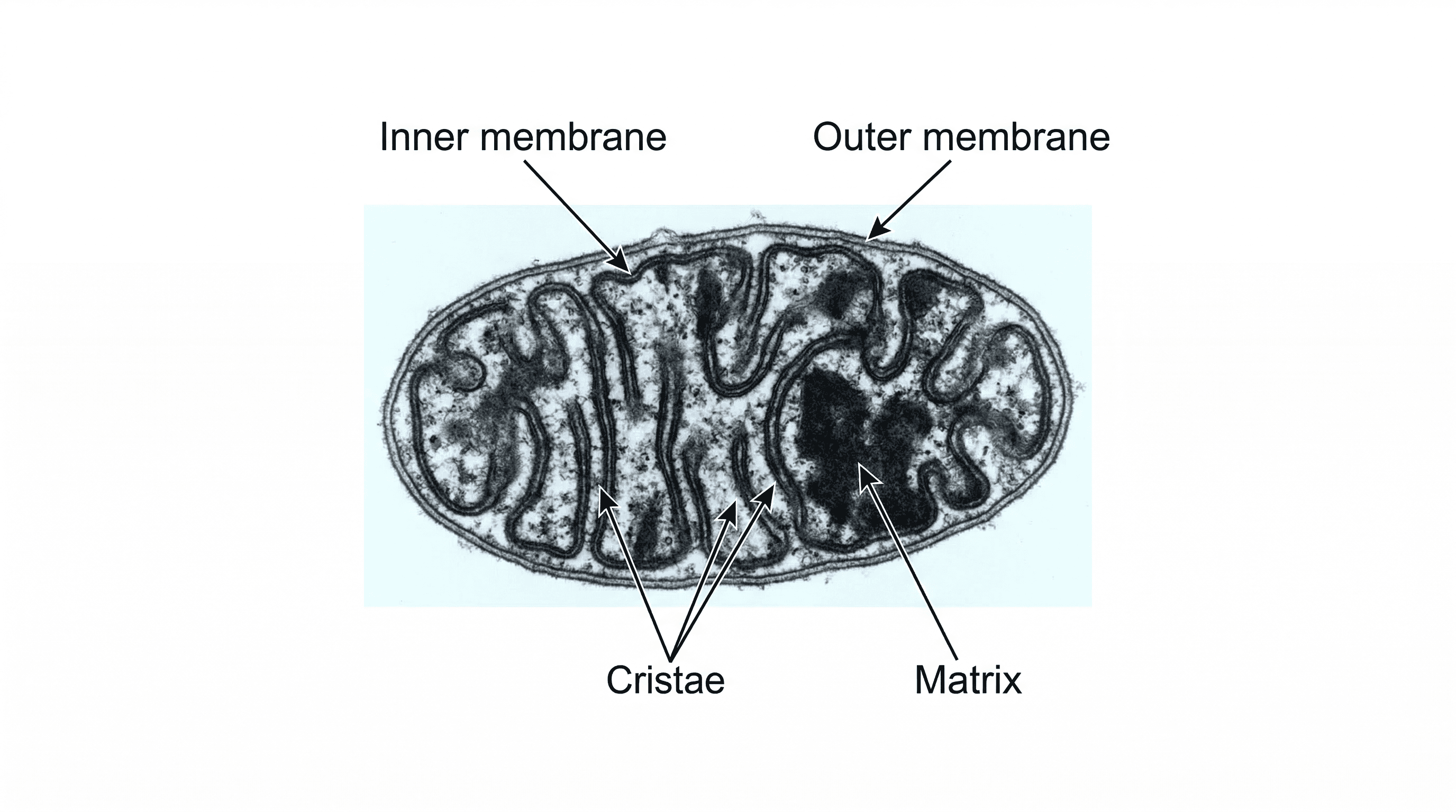 Mitochondrial Structure and its Functional Adaptations