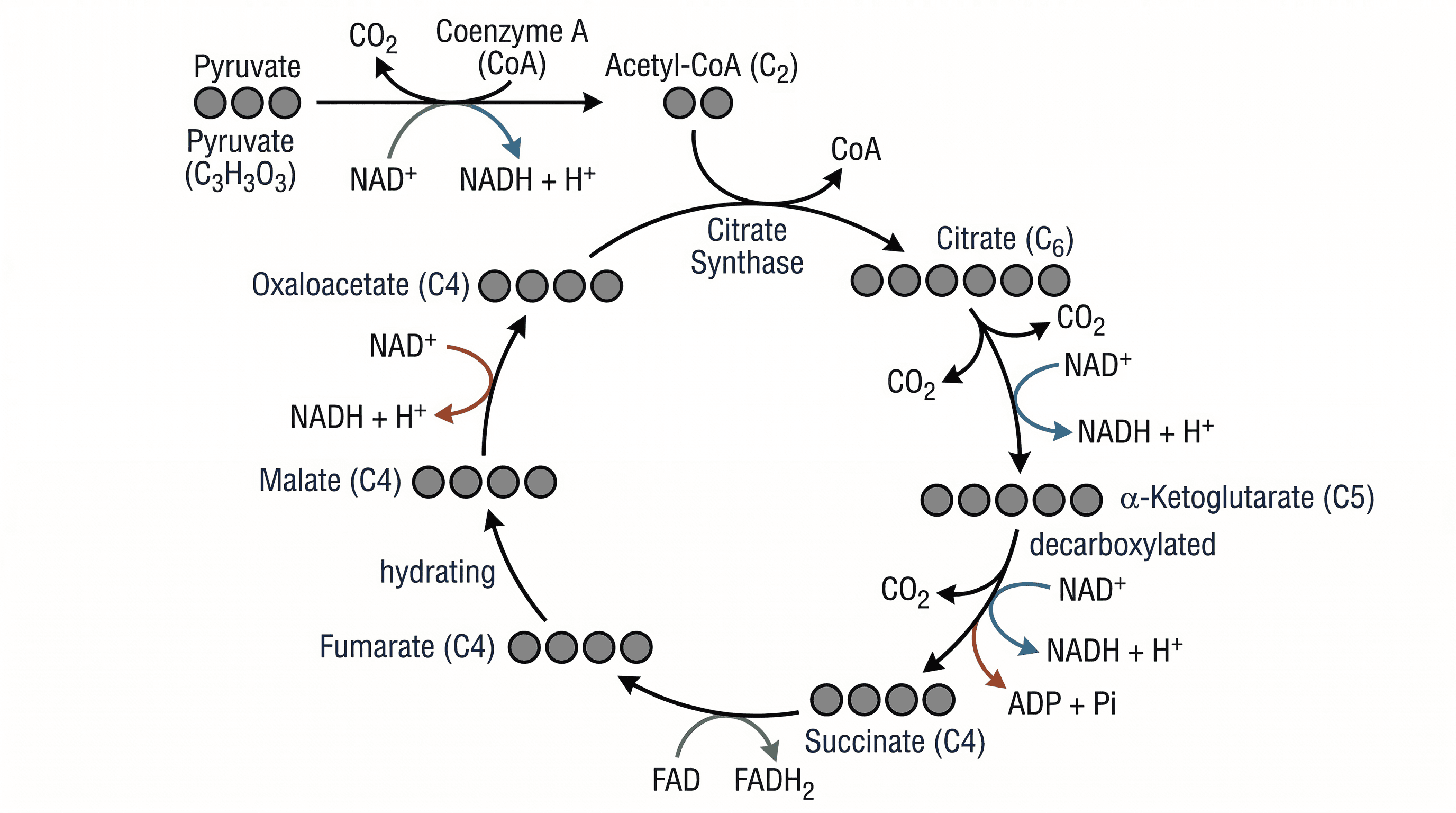 The Krebs Cycle in the Mitochondrial Matrix