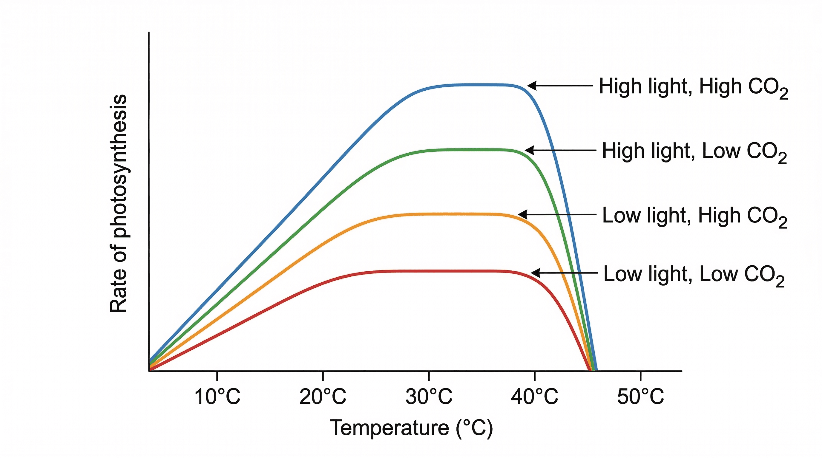 Interaction of limiting factors on the rate of photosynthesis