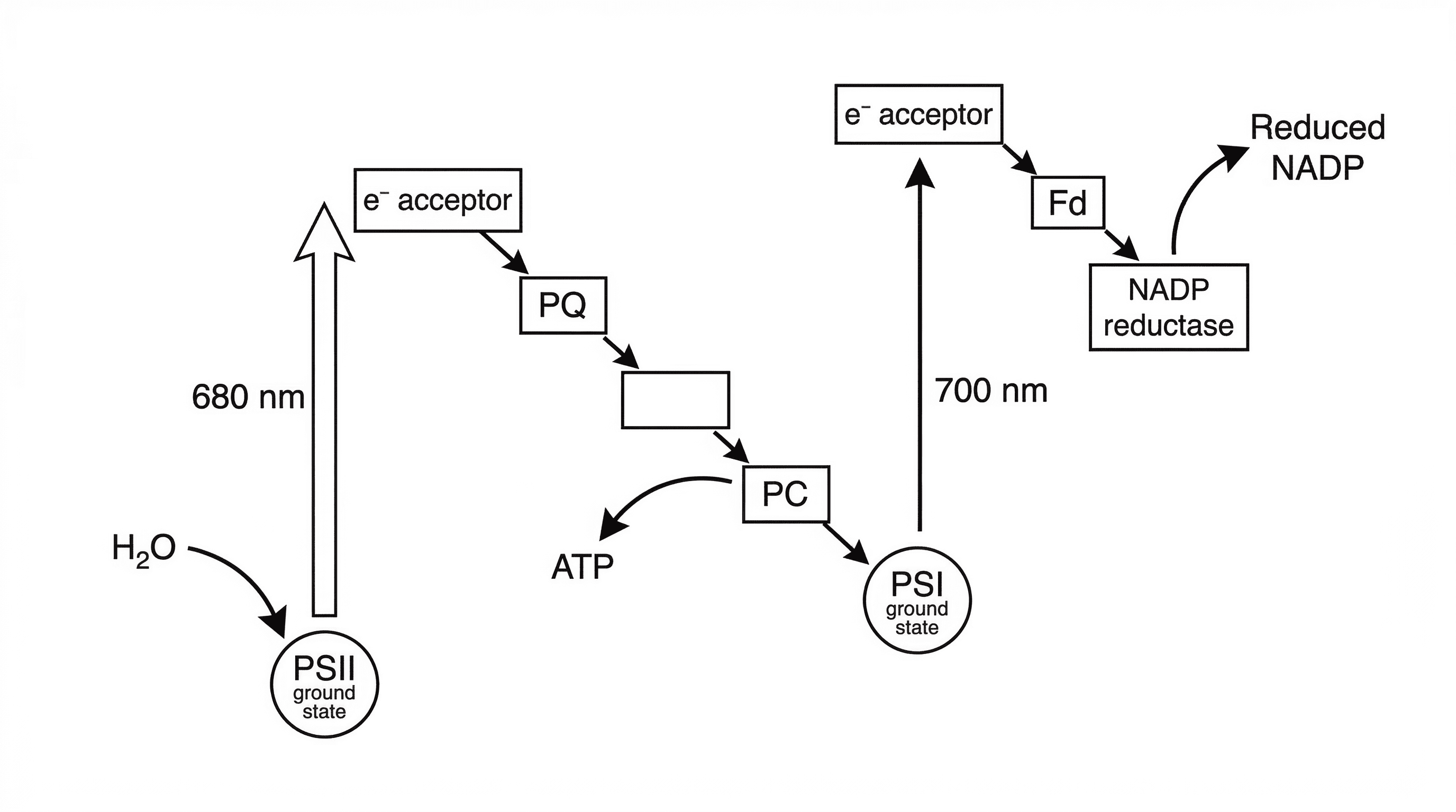 Non-cyclic photophosphorylation (Z-scheme)