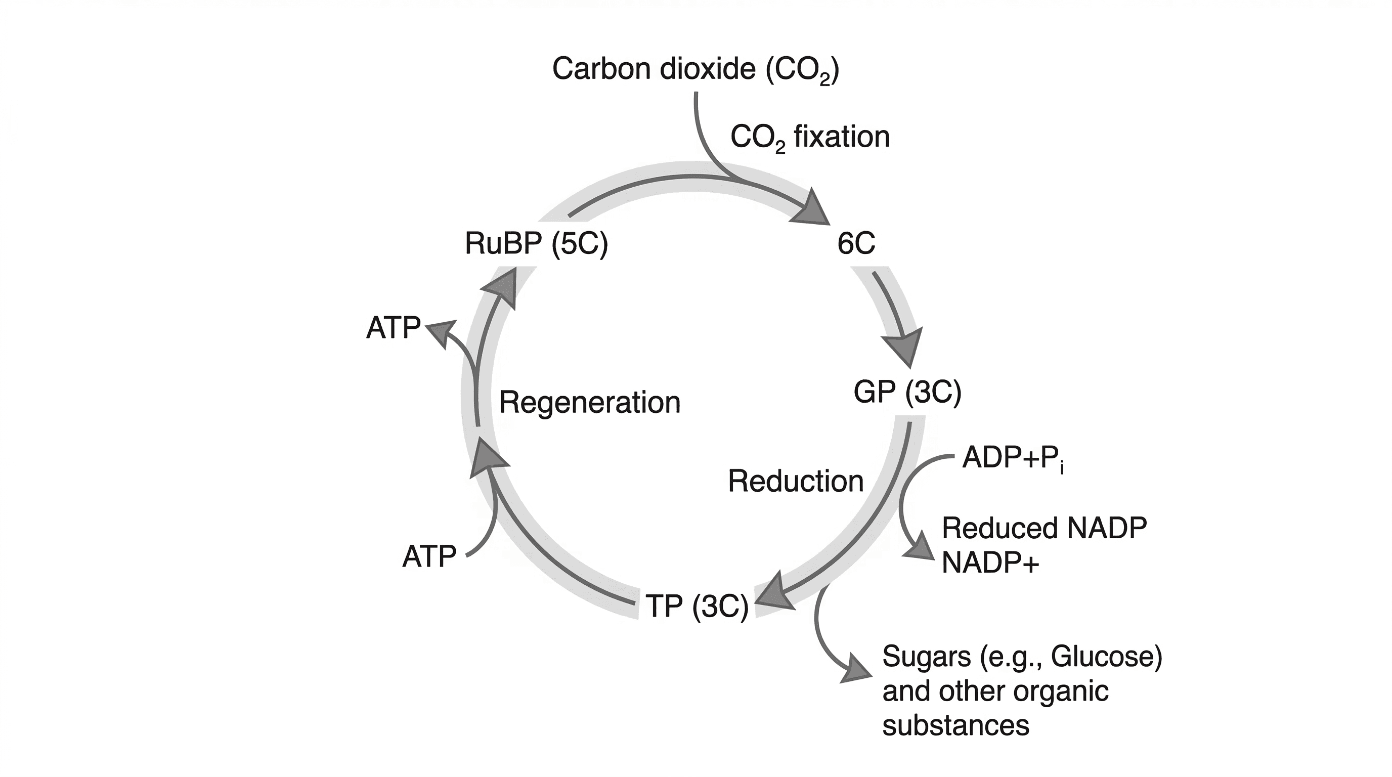 The light-independent stage (Calvin cycle)
