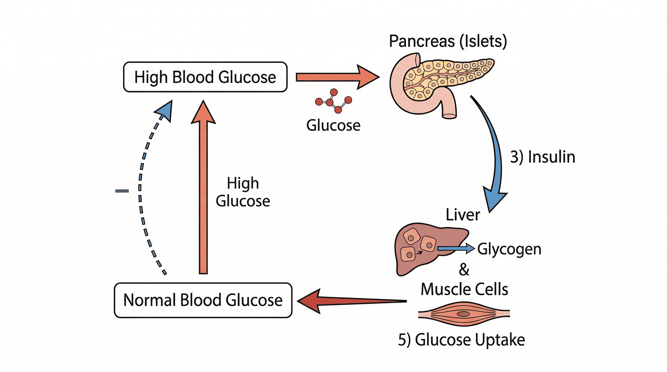 Regulation of blood glucose concentration by insulin and glucagon.