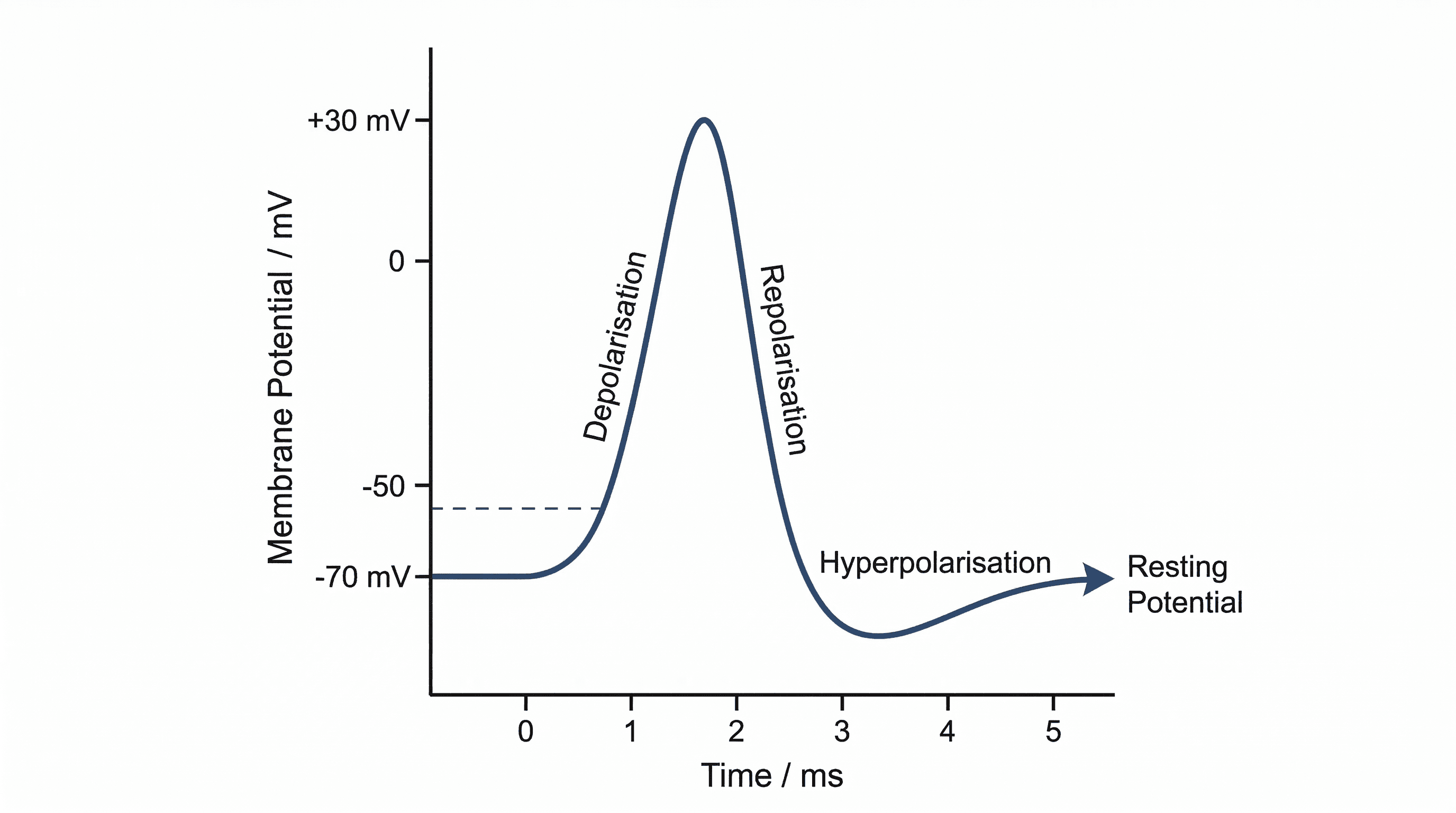 The stages of an action potential, showing depolarisation and repolarisation.