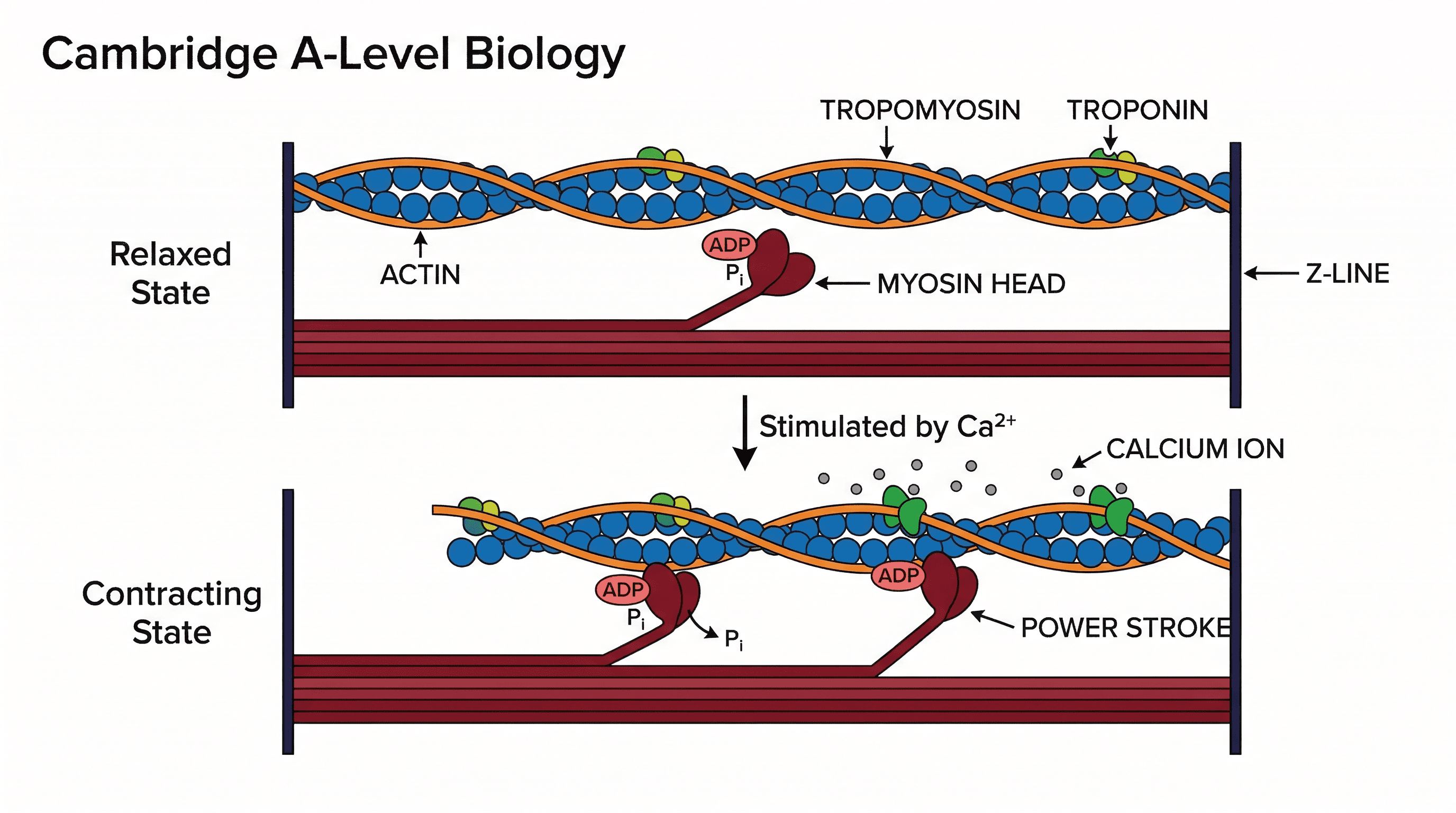 The sliding filament model of muscle contraction.