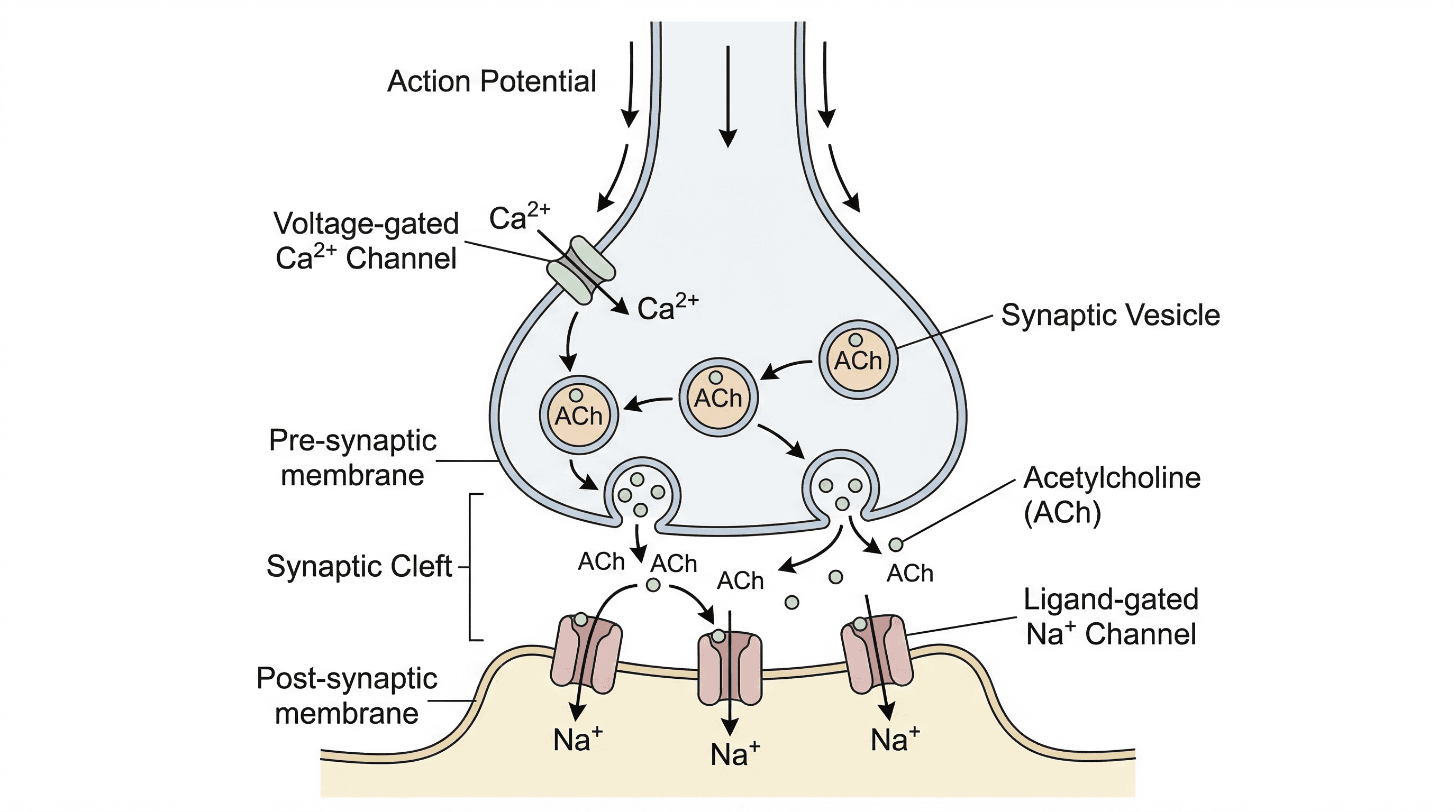 The mechanism of synaptic transmission, showing neurotransmitter release and binding.