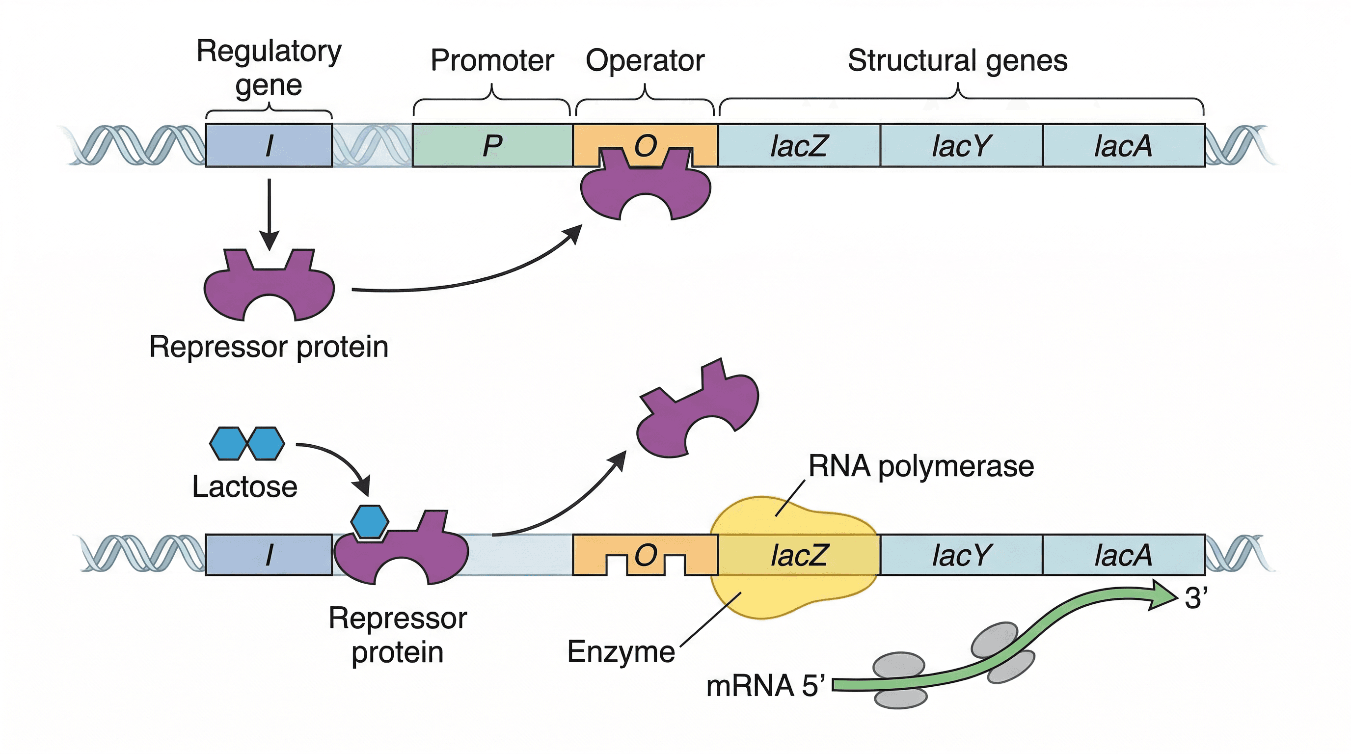 The lac operon, illustrating gene control in prokaryotes.