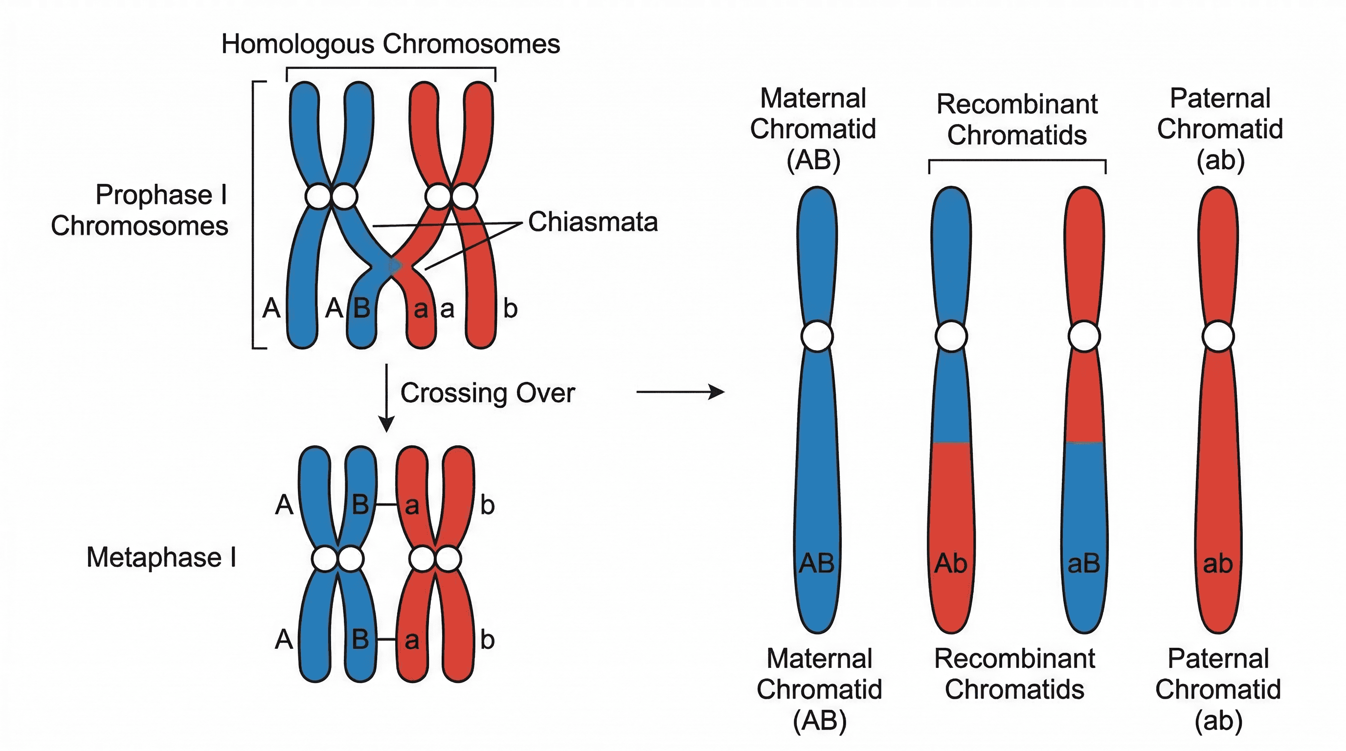 Genetic variation arising from crossing over between homologous chromosomes.