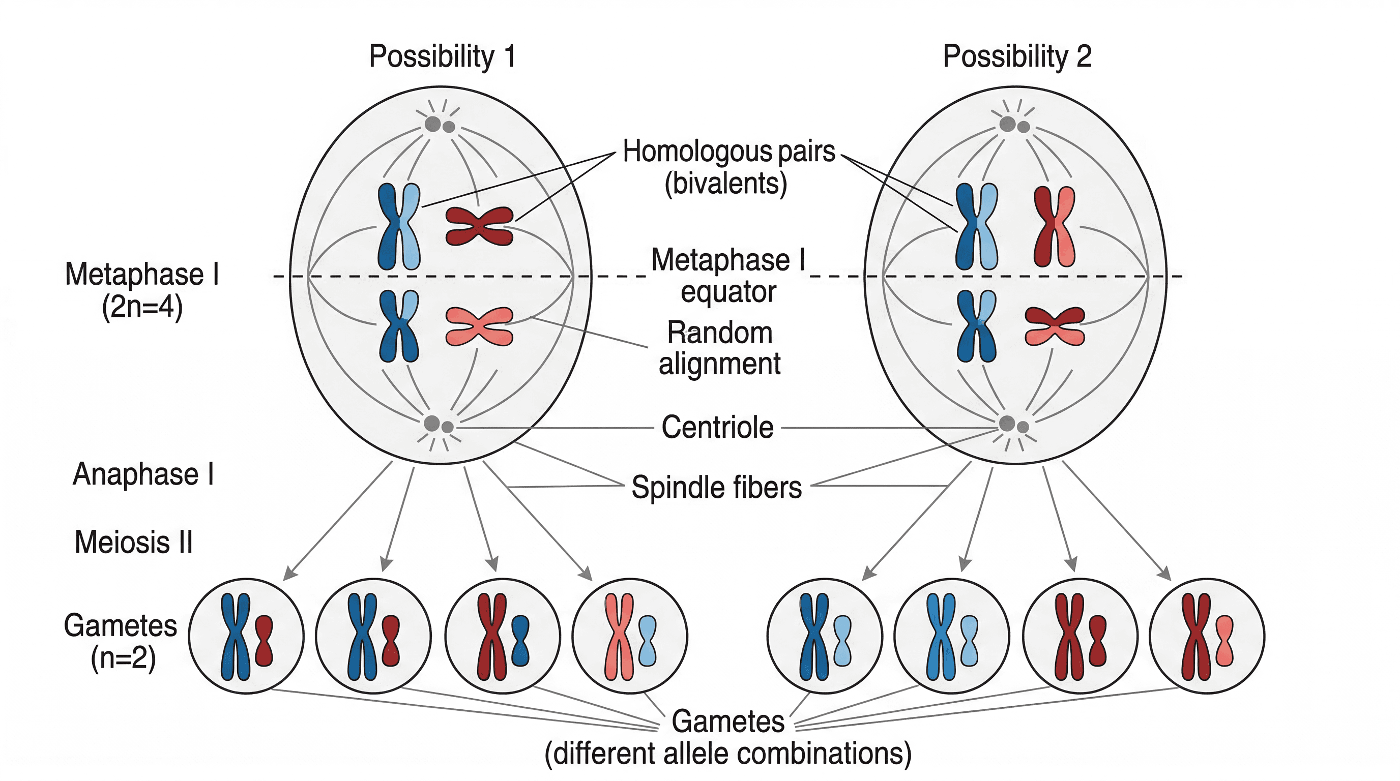 Genetic variation arising from the independent assortment of homologous chromosomes.