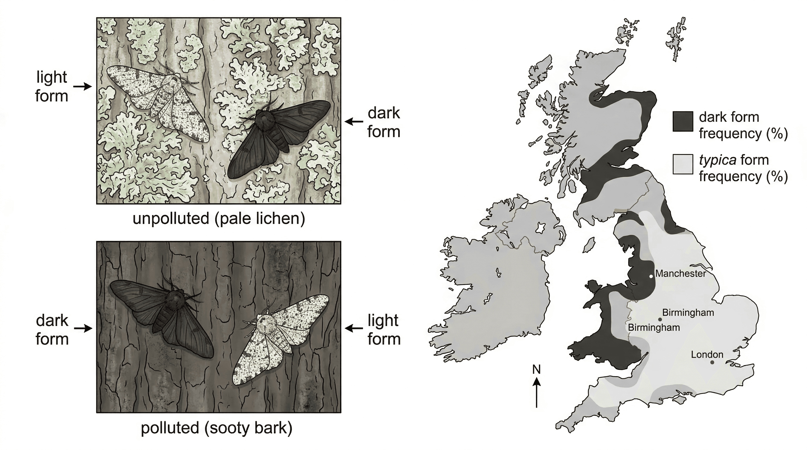 Industrial melanism in peppered moths, showing selection for darker forms in polluted environments.