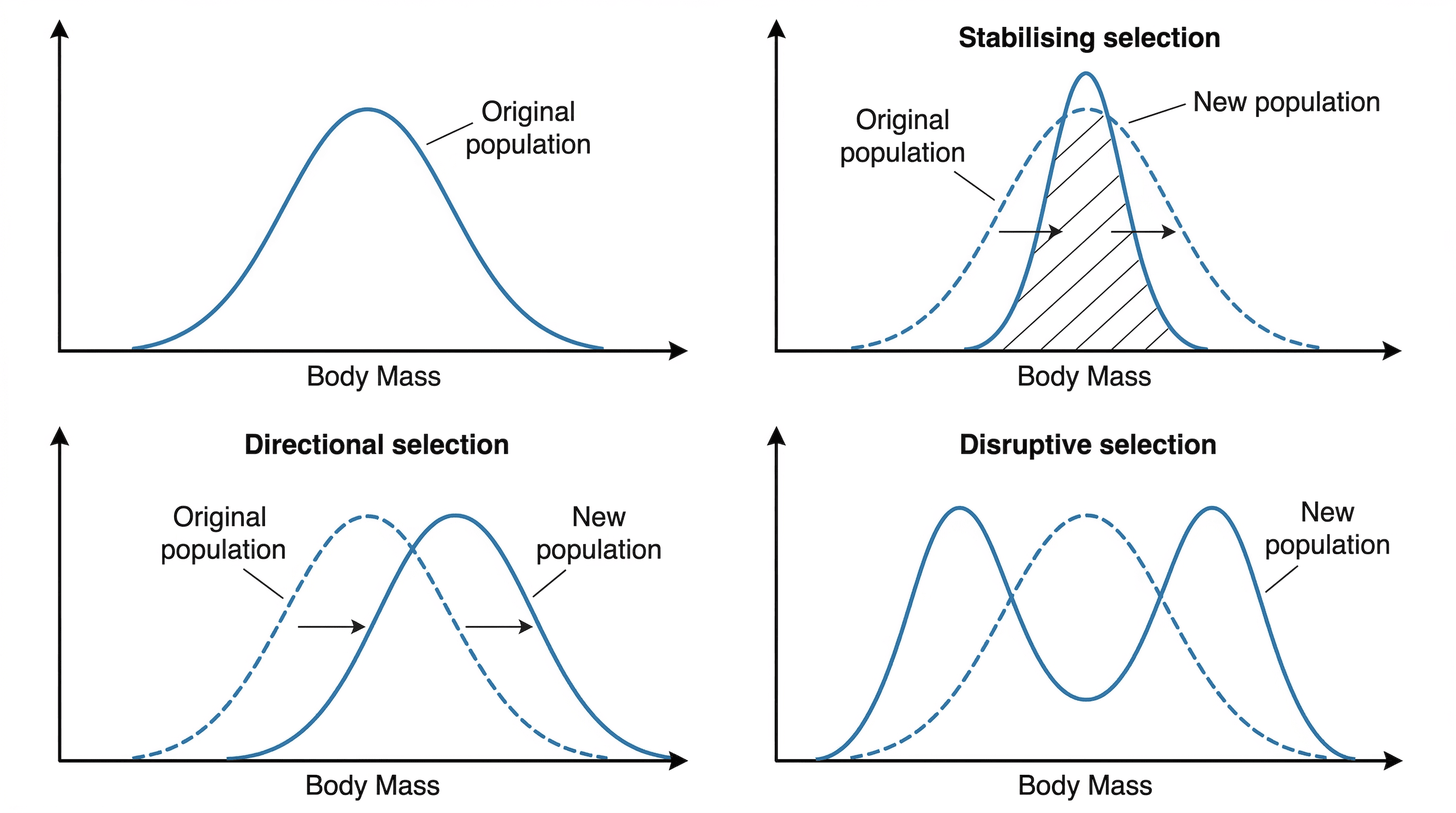 The effects of stabilising, disruptive, and directional selection on phenotype distribution.