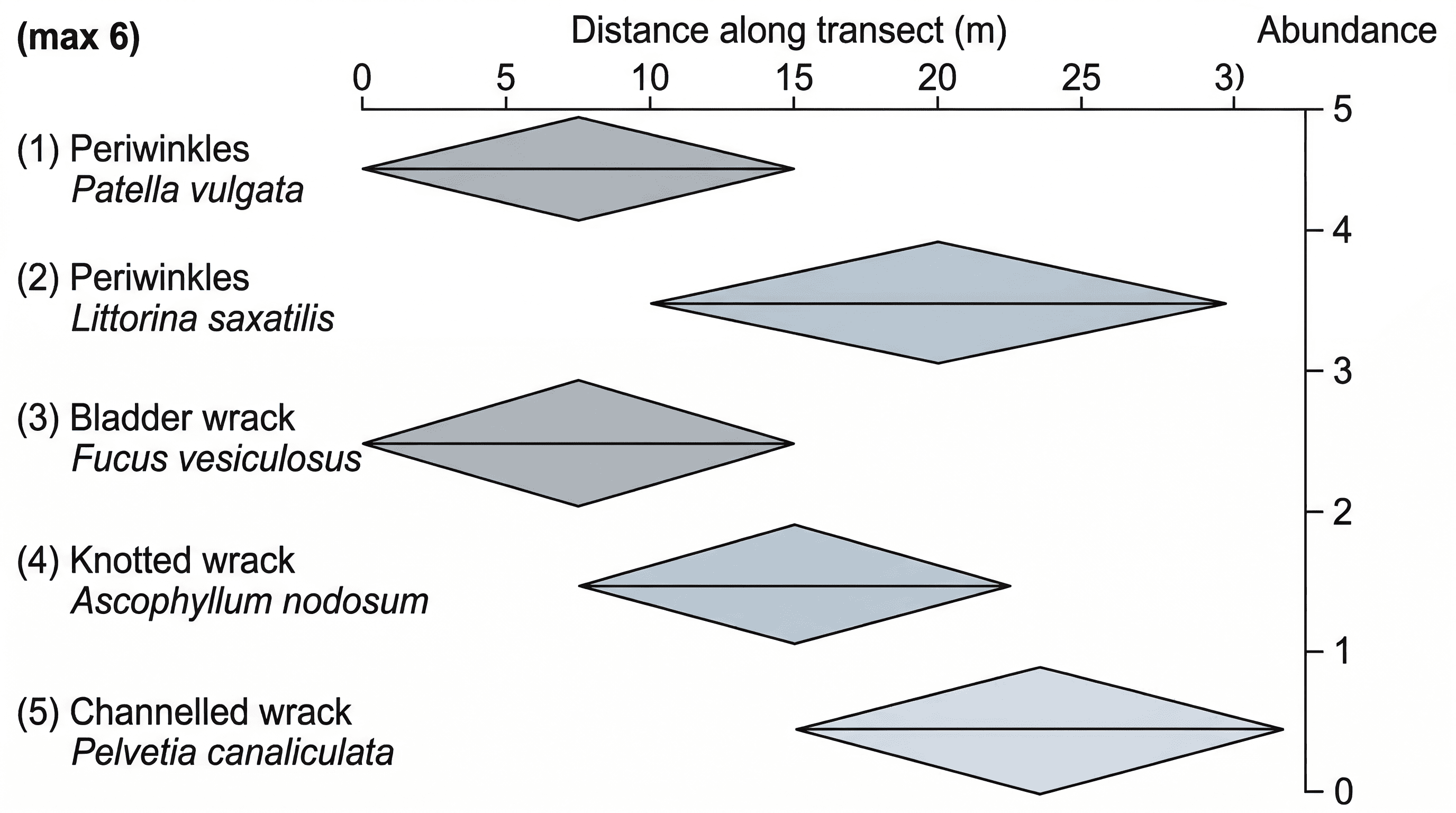 A kite diagram illustrating species abundance along a transect.