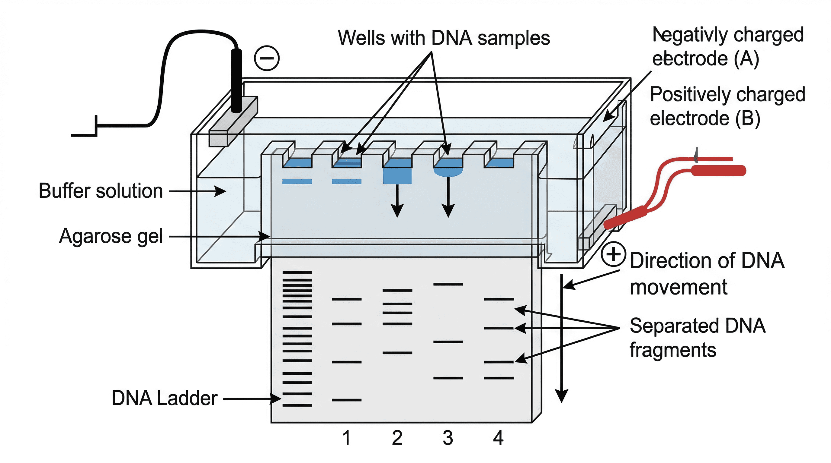 Separation of DNA fragments by gel electrophoresis.