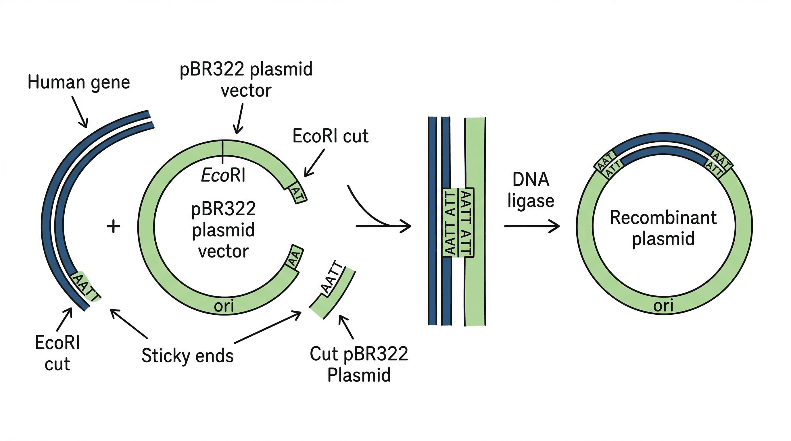 Inserting a gene into a plasmid vector.