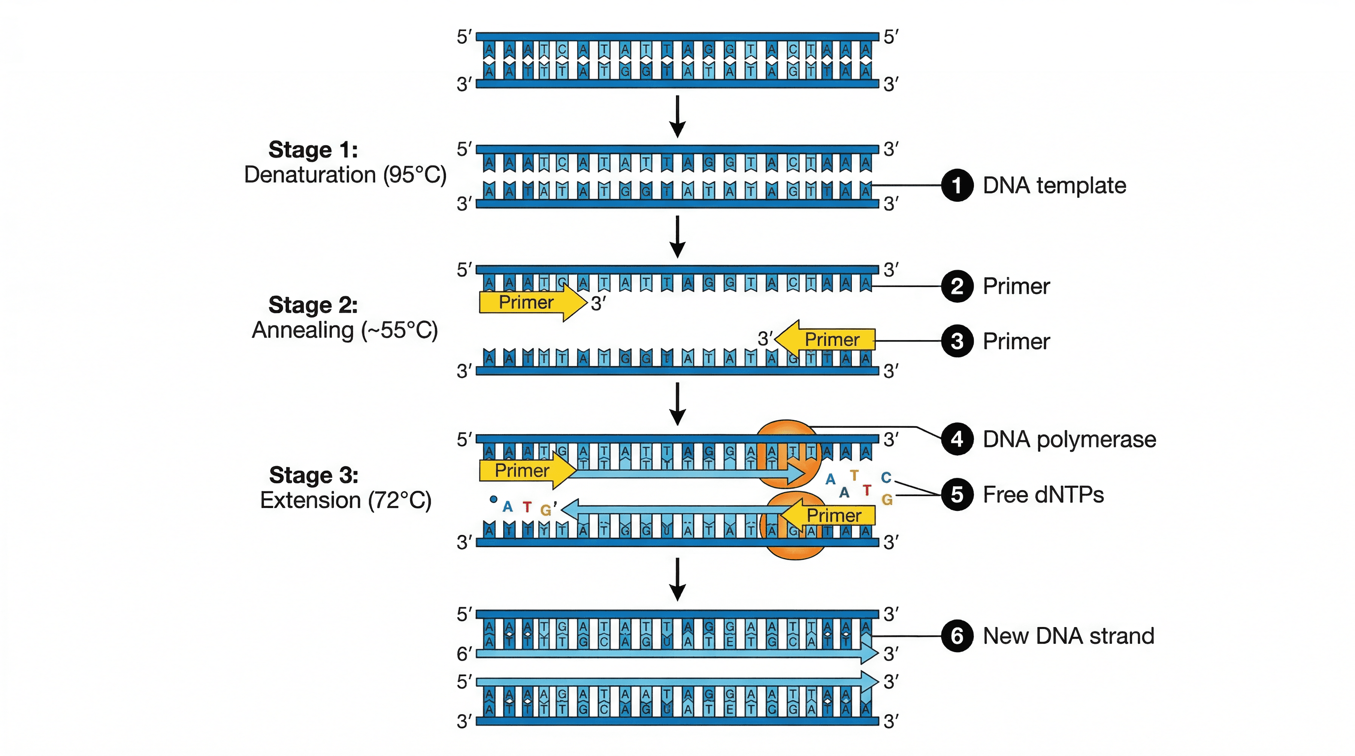 The Polymerase Chain Reaction (PCR) process.