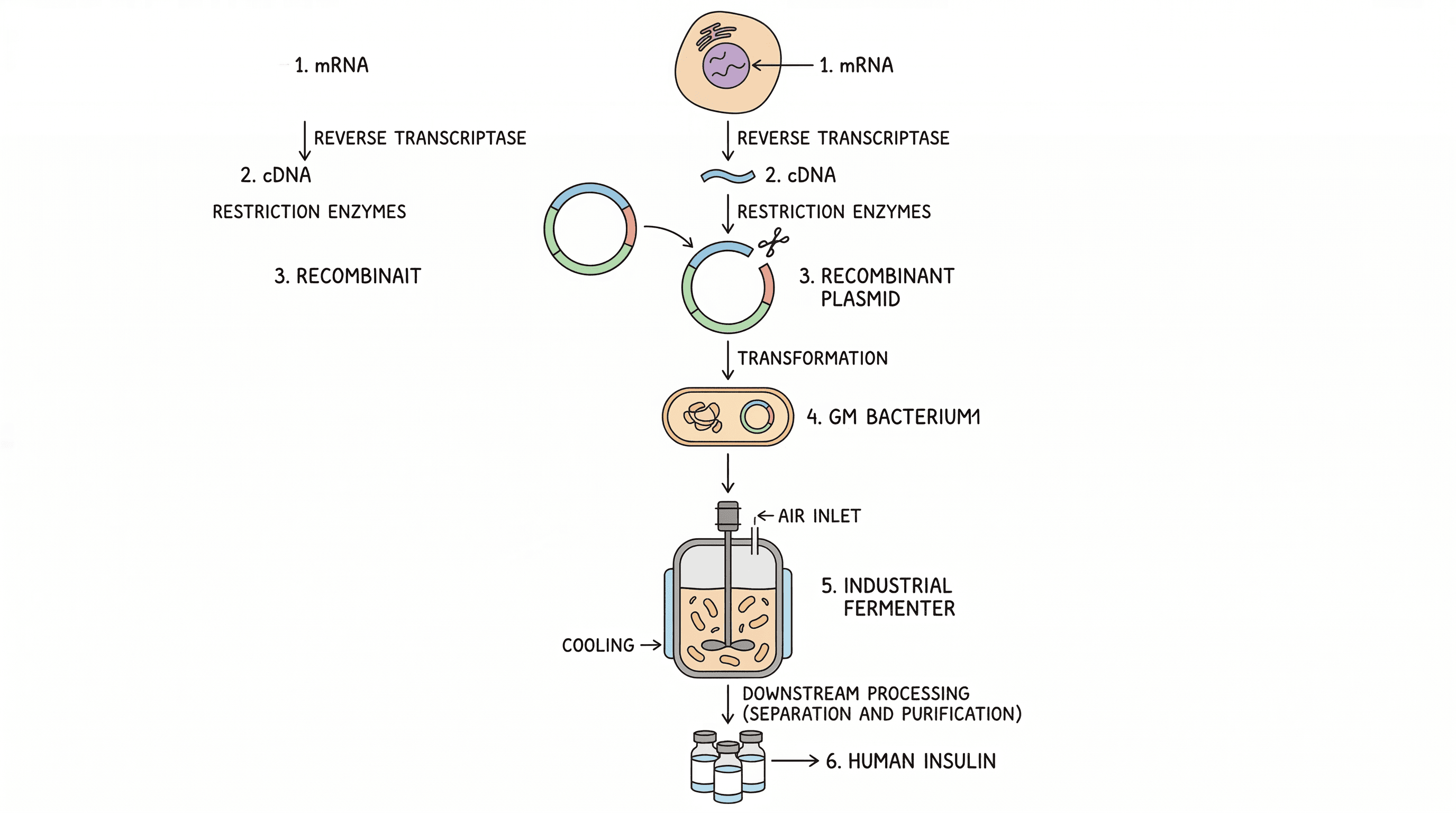 Production of recombinant human insulin.