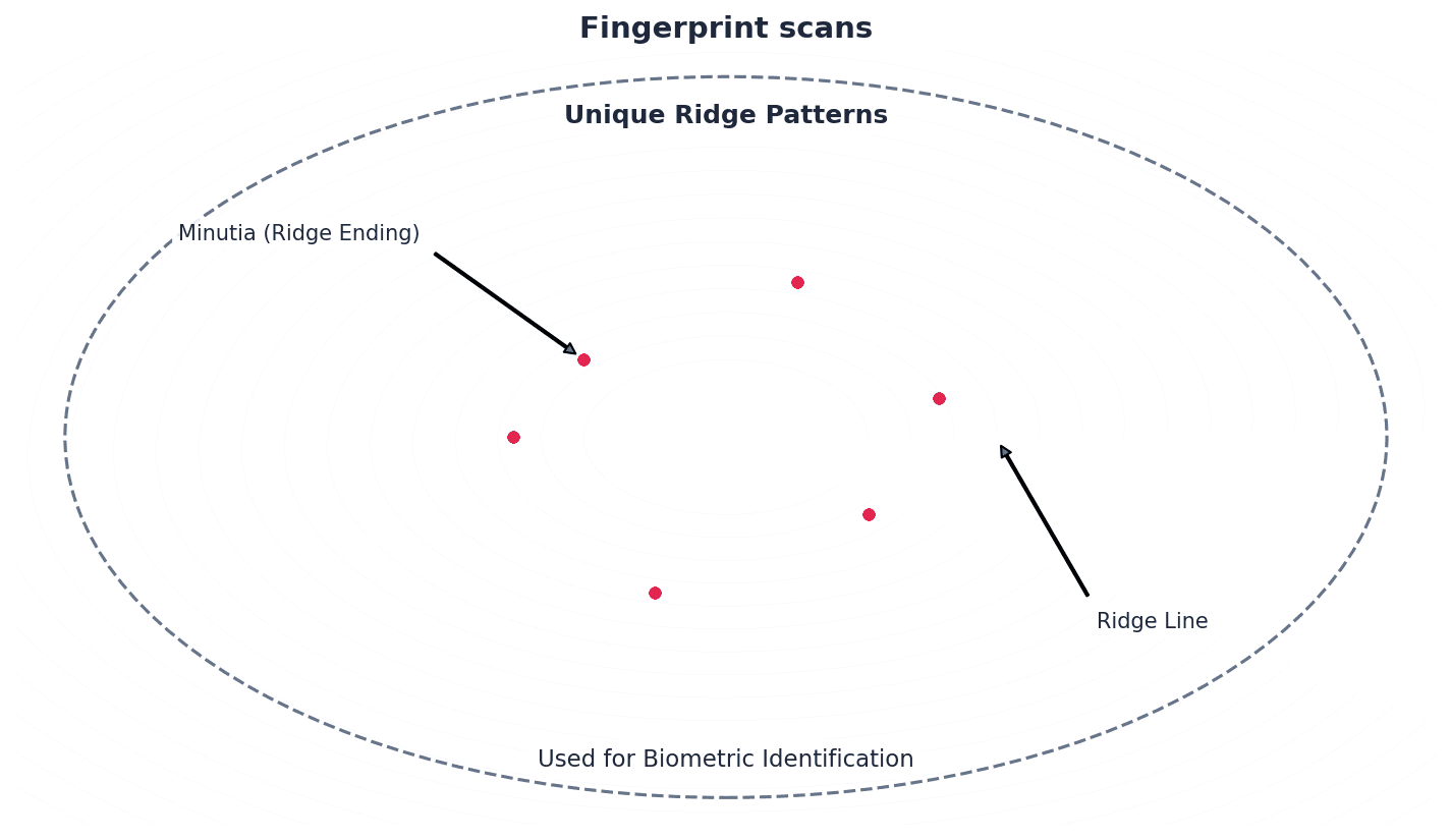 Fingerprint scans are a common biometric authentication method.