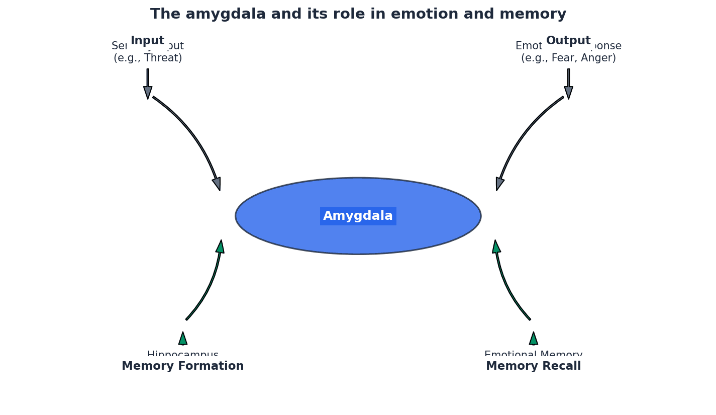 The amygdala and its role in emotion and memory.